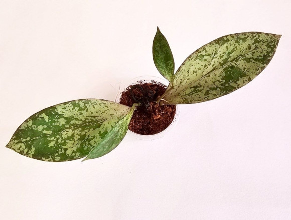 Hoya Fulgentha  