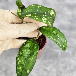 Hoya Clemensiorum Aceh #001  