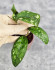 Hoya Clemensiorum Aceh #001  