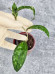 Hoya Clemensiorum Aceh #001  