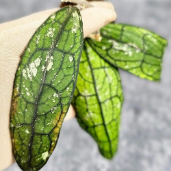 Hoya Clemensiorum Aceh #026                      