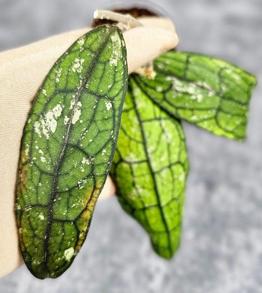 Hoya Clemensiorum Aceh #026                      