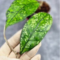 Hoya Clemensiorum Borneo Spesies     