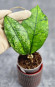 Hoya Clemensiorum Borneo Spesies     