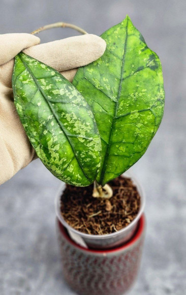 Hoya Clemensiorum Borneo Spesies Hoya Clemensiorum Borneo Spesies