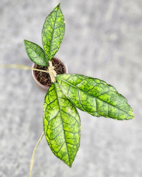 Hoya Clemensiorum Sarawak #002  