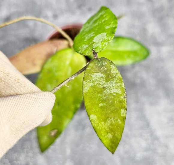 Hoya Caudata Aceh Hoya Caudata Aceh