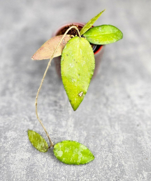 Hoya Caudata Aceh Hoya Caudata Aceh