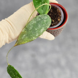 Hoya Caudata Aceh  High Splash   