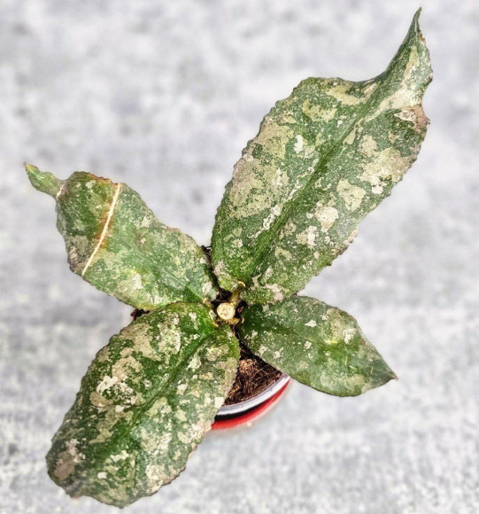 Hoya Undulata Army Tricolour Silver  