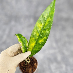 Hoya Aceh No Id Long Leaf