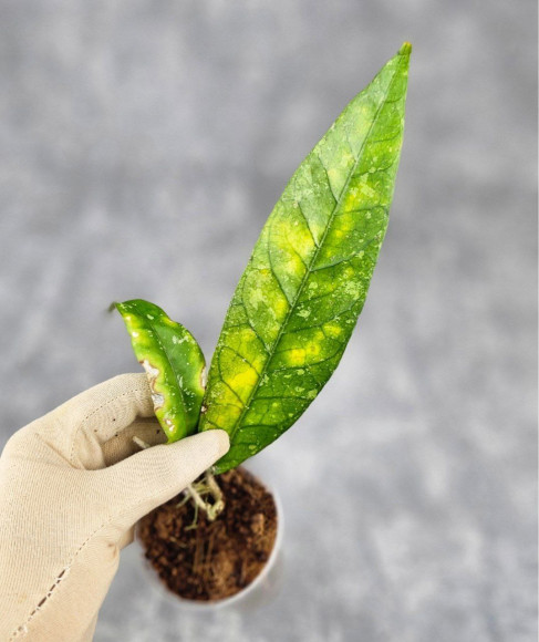 Hoya Aceh No Id Long Leaf Hoya Aceh No Id Long Leaf