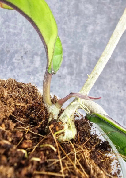 Hoya Aceh No Id Long Leaf Hoya Aceh No Id Long Leaf