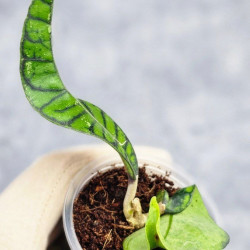 Hoya Calistophylla Chibi   