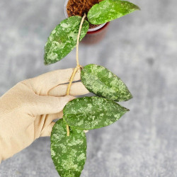 Hoya Caudata Aceh Red Big Leaf  