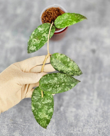 Hoya Caudata Aceh Red Big Leaf Hoya Caudata Aceh Red Big Leaf