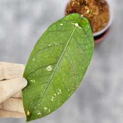 Hoya Sp. Aceh Tukik Pink Splash 