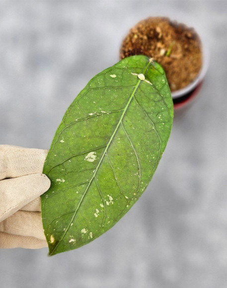 Hoya Sp. Aceh Tukik Pink Splash Hoya Sp. Aceh Tukik Pink Splash