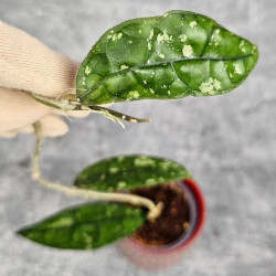 Hoya Clemensiorum Aceh #001  