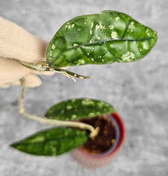Hoya Clemensiorum Aceh #001  