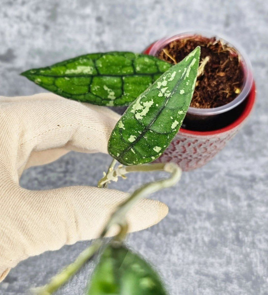 Hoya Clemensiorum Aceh #001  