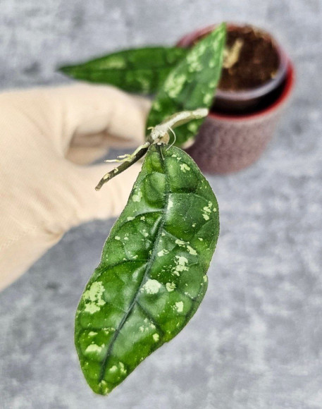 Hoya Clemensiorum Aceh #001  