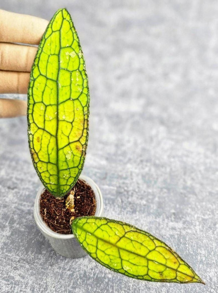Hoya Clemensiorum Aceh #026  