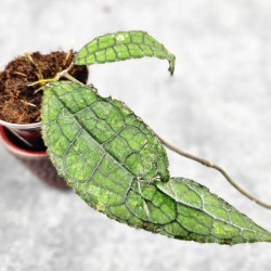 Hoya Clemensiorum Aceh ar #124