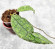 Hoya Clemensiorum Aceh ar #124