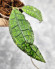 Hoya Clemensiorum Aceh ar #124