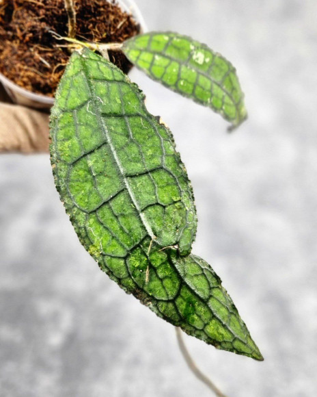 Hoya Clemensiorum Aceh ar #124 Hoya Clemensiorum Aceh ar #124