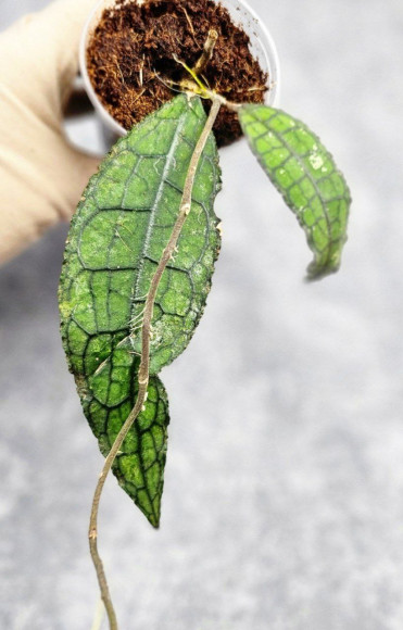 Hoya Clemensiorum Aceh ar #124 Hoya Clemensiorum Aceh ar #124