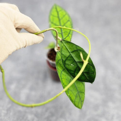 Hoya Clemensiorum Borneo Spesies      