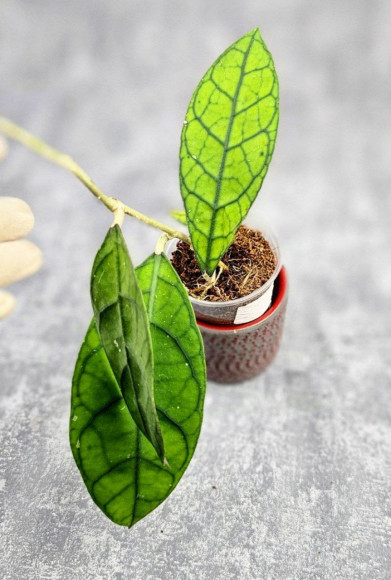 Hoya Clemensiorum Borneo Spesies Hoya Clemensiorum Borneo Spesies