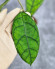 Hoya Clemensiorum Borneo Spesies      