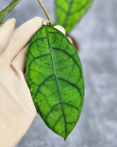 Hoya Clemensiorum Borneo Spesies Hoya Clemensiorum Borneo Spesies