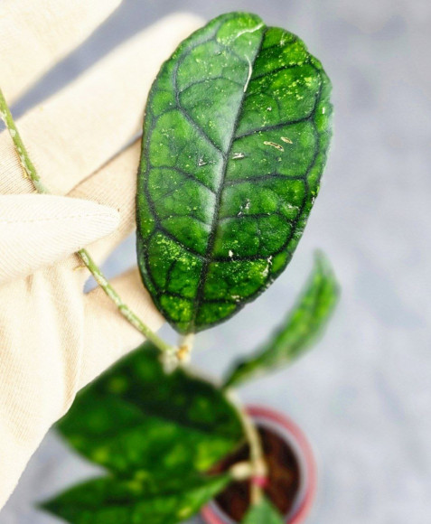 Hoya Clemensiorum Sarawak #002   