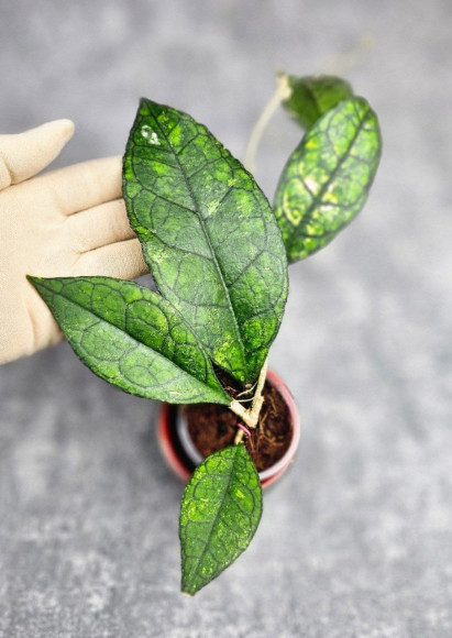 Hoya Clemensiorum Sarawak #002   