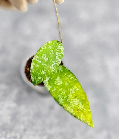 Hoya Caudata Aceh Hoya Caudata Aceh