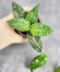 Hoya Caudata Aceh High Splash Hoya Caudata Aceh High Splash