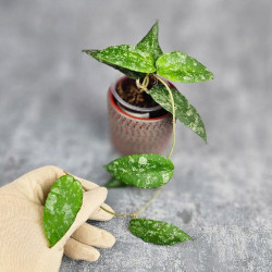 Hoya Caudata Aceh  High Splash   