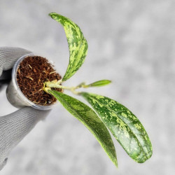 Hoya Aff Lambii Splash