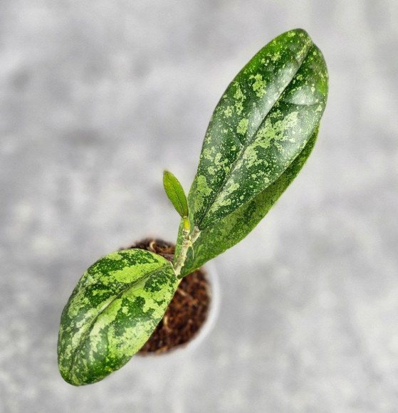 Hoya Aff Lambii Splash Hoya Aff Lambii Splash