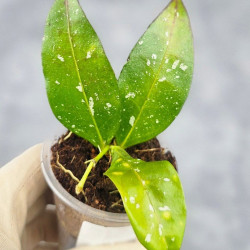 Hoya Sp Megatan East Java 