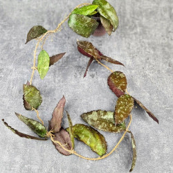 Hoya Caudata Aceh Red Big Leaf  