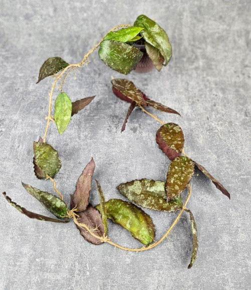 Hoya Caudata Aceh Red Big Leaf Hoya Caudata Aceh Red Big Leaf