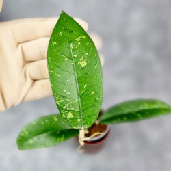 Hoya Sp. Aceh Seneren 