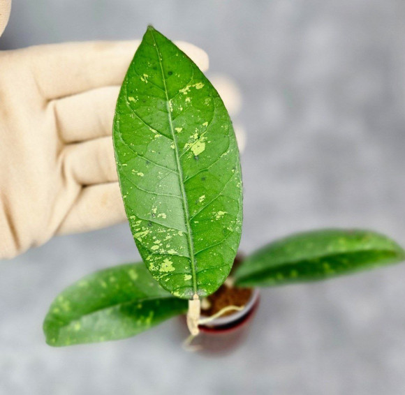 Hoya Sp. Aceh Seneren 