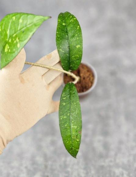 Hoya Sp. Aceh Seneren 