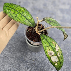 Hoya Clemensiorum Aceh #026   